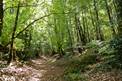Forêt domaniale de Camors, Floranges, Lanvaux