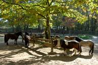 Poney club bois de St Pierre