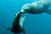 otaries nausicaa