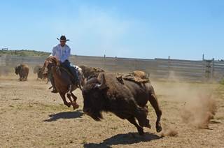 Randals Bison - élevage western 